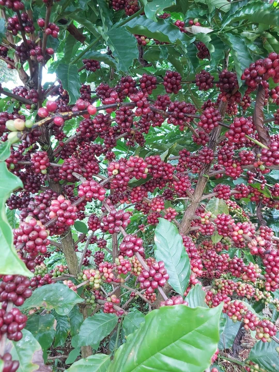Tuyên truyền vận động nhân dân thu hoạch cà phê chín để đảm bảo chất lượng và sản lượng